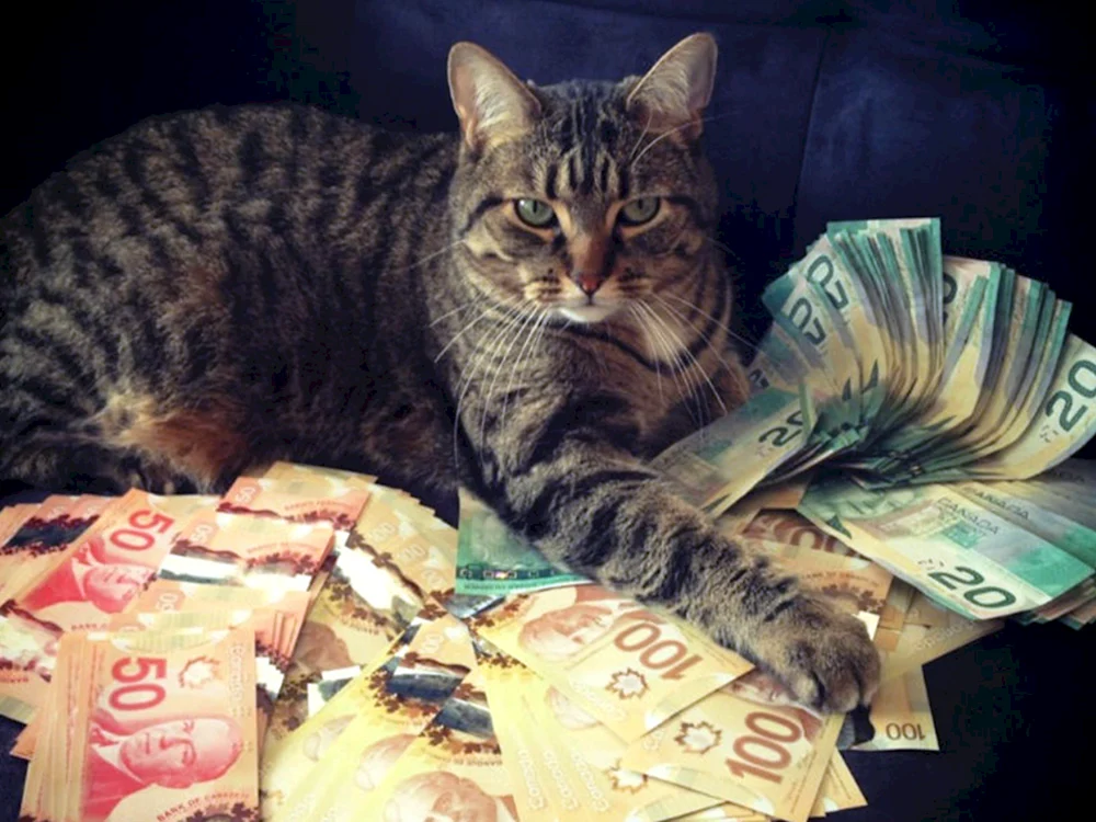 Katze mit Geld