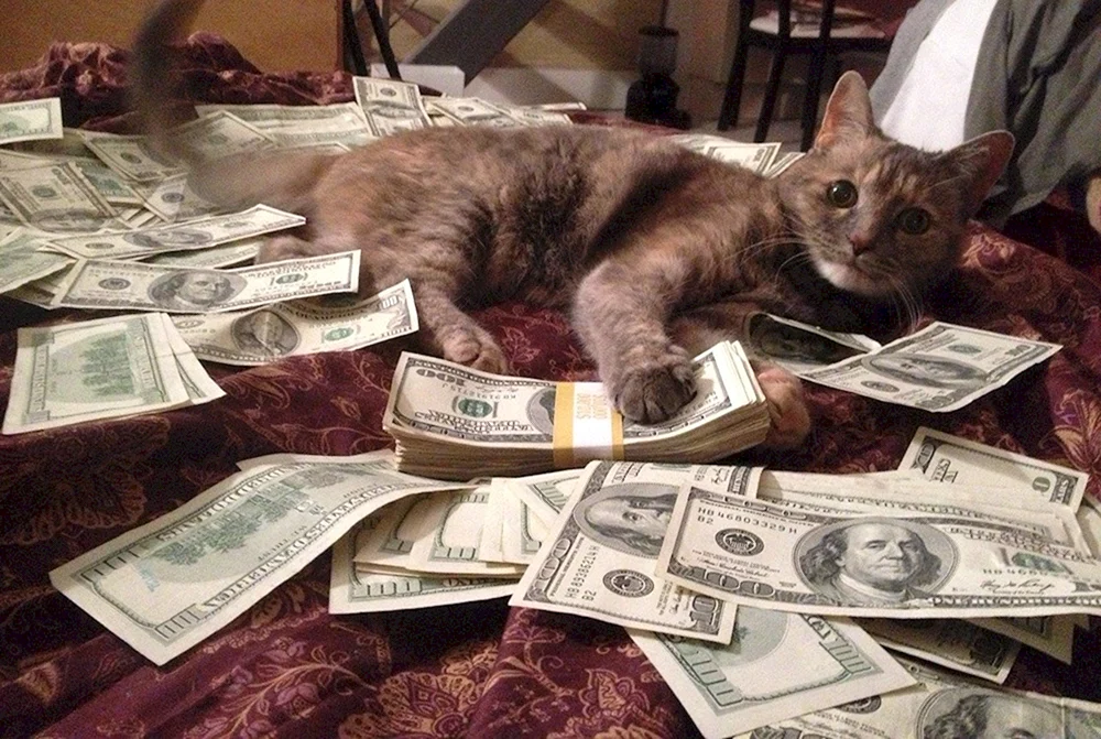 Geldkatze