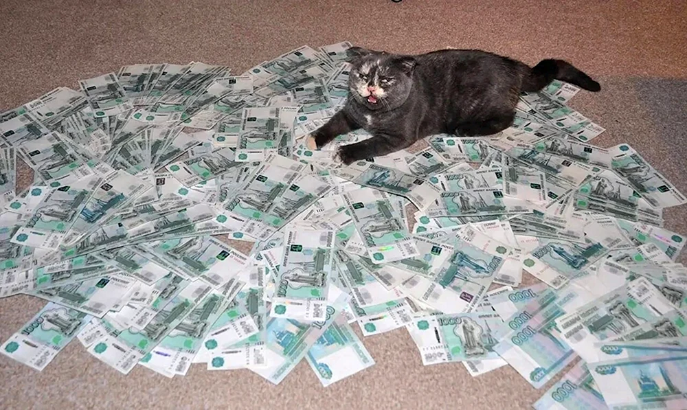 Geldkatze