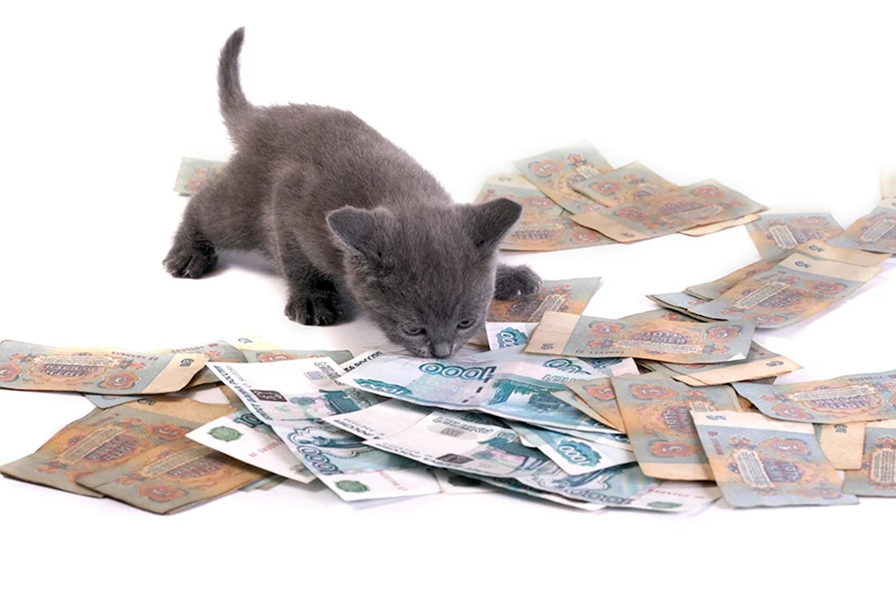 Lustige Katzen mit Geld