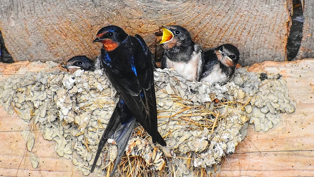 Birderschwalbennest
