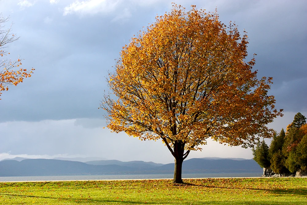 Herbstbaum