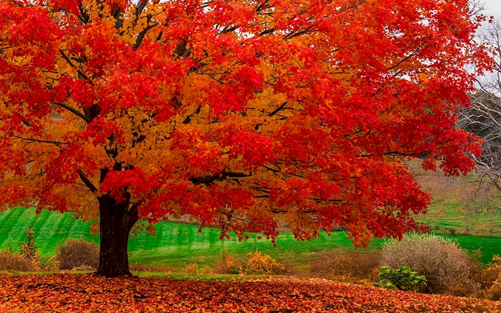 Oktober-Ahornbaum