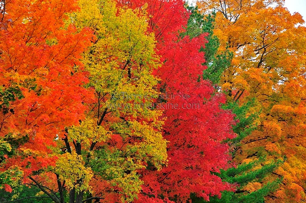 Herbstbäume