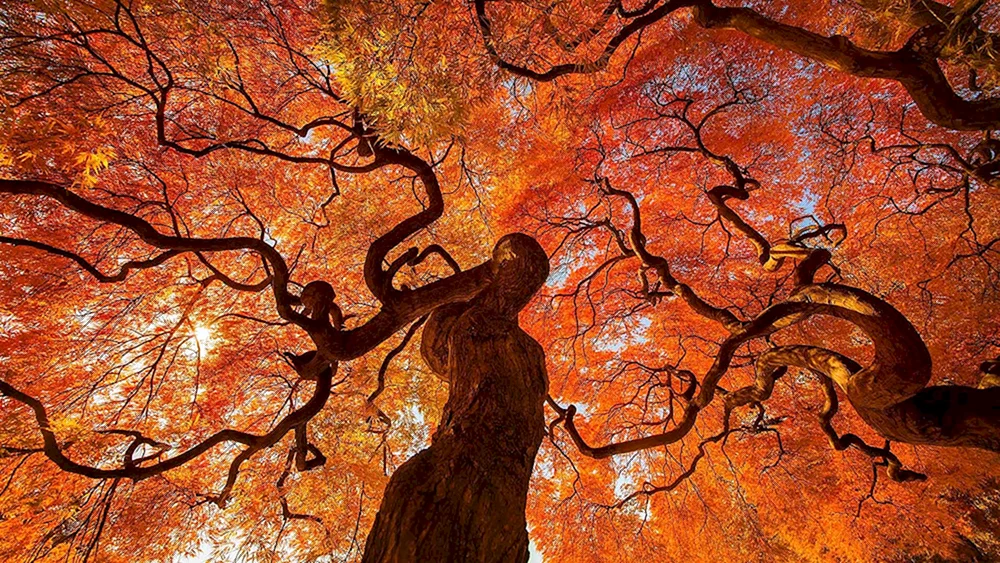 Herbstbaum auf transparentem Hintergrund