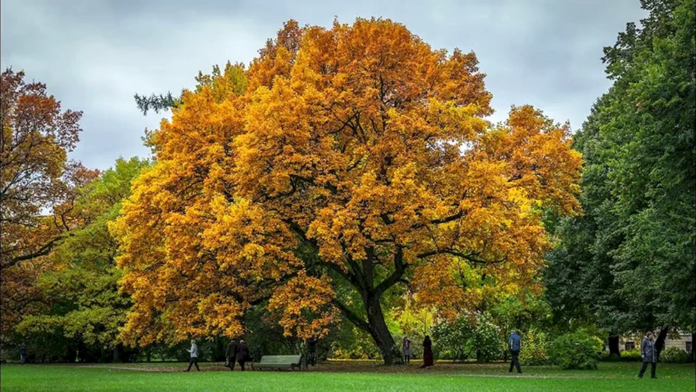Herbstbaum