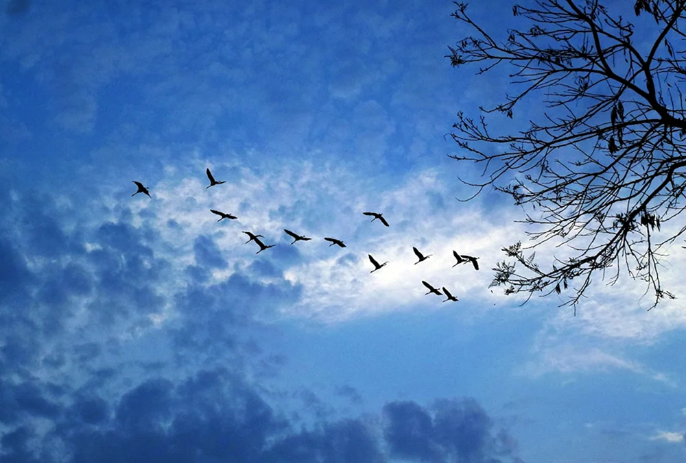 Vögel im Flug