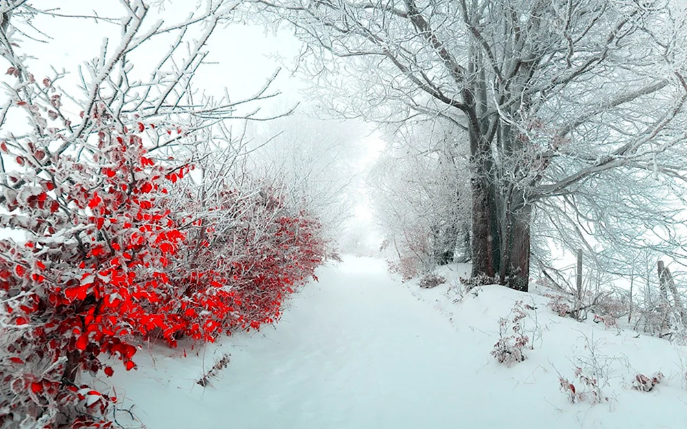 Beeren im Schnee