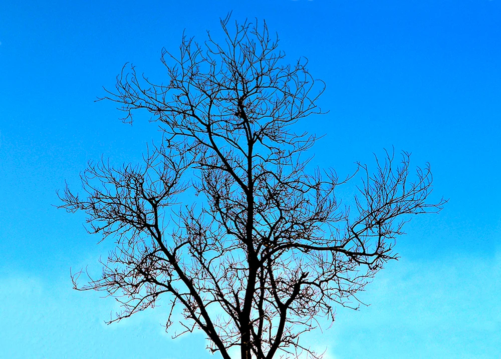 Baumstamm Baum ohne Blätter