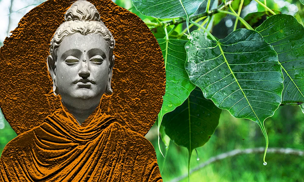 Bodhi Baum