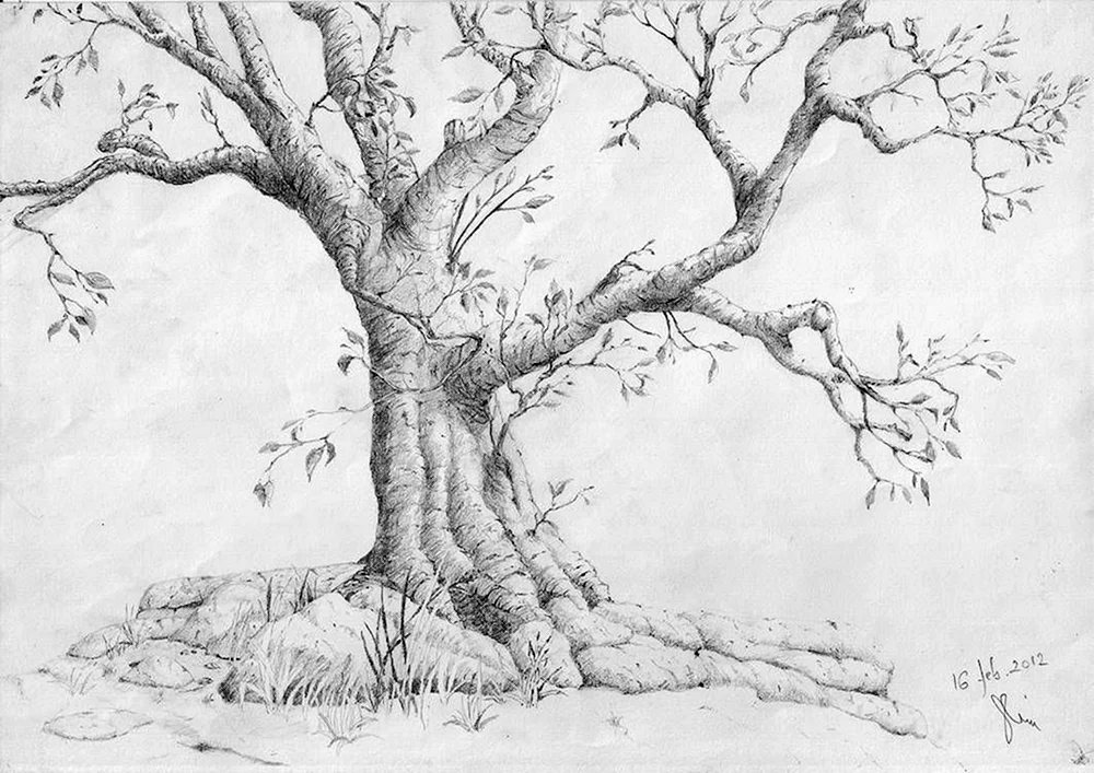 Baumzeichnung mit Bleistift