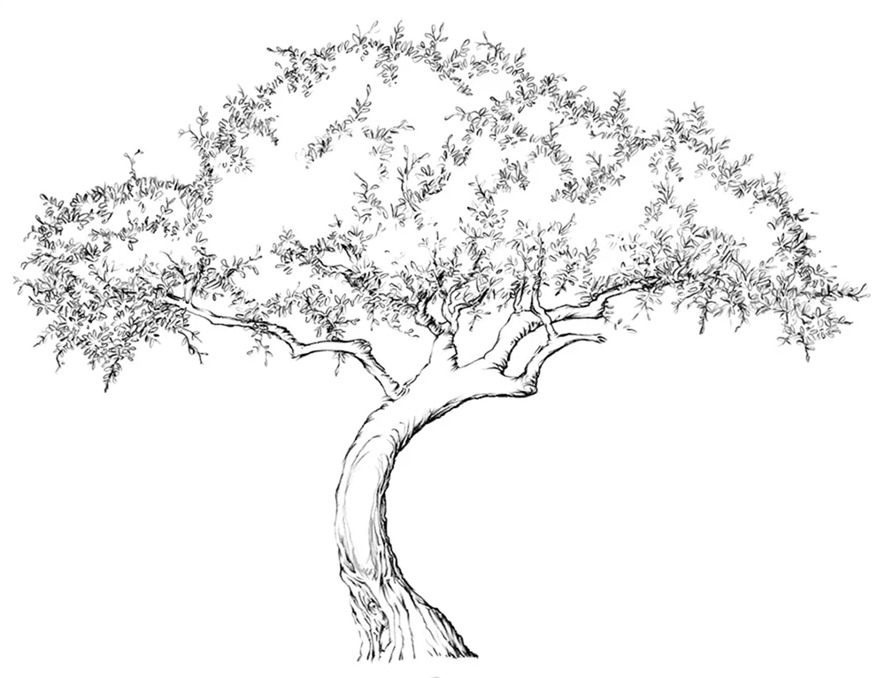 Baumumriss