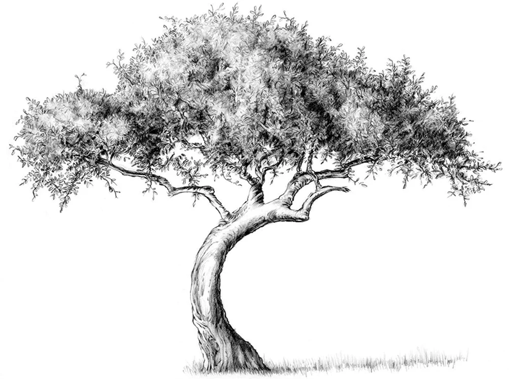 Baumzeichnung