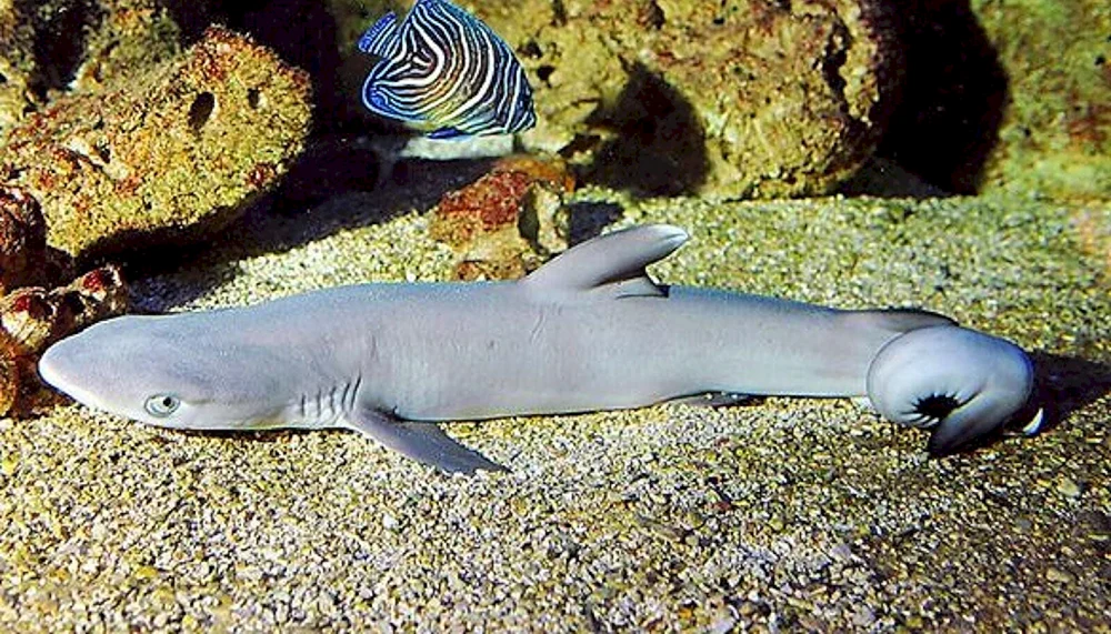 Etmopterus perryi Hai