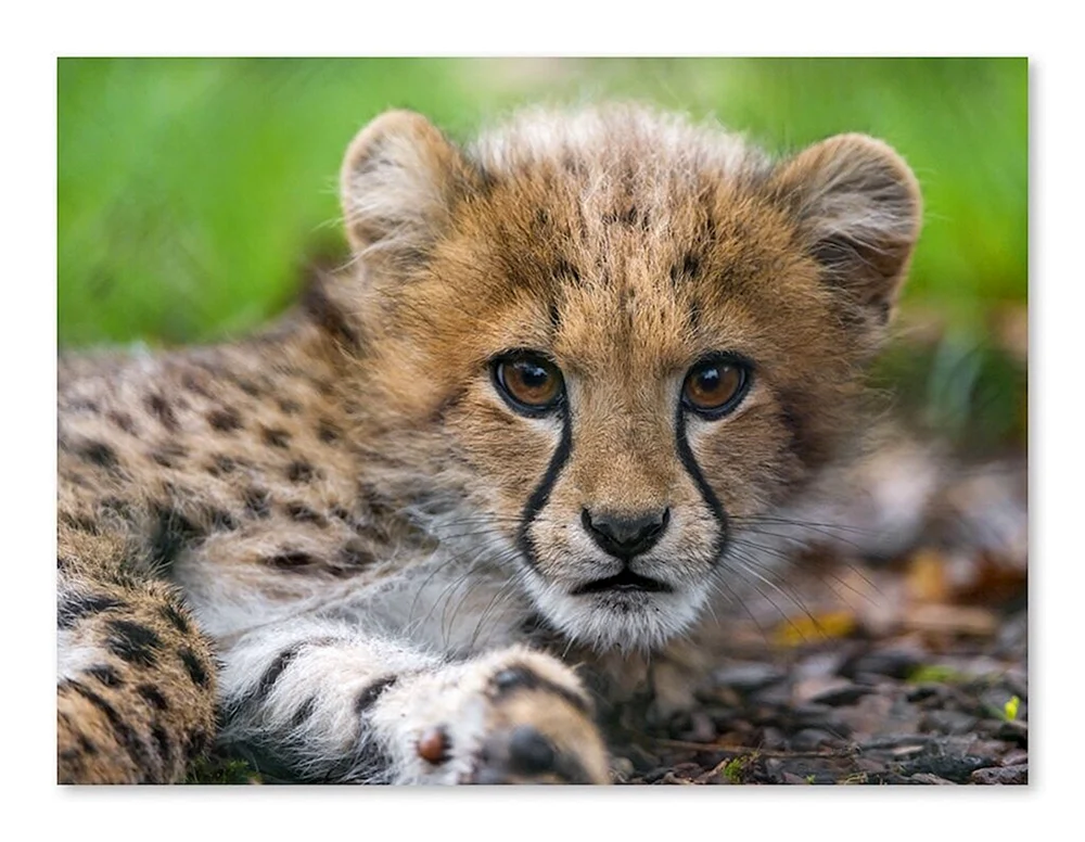 Tiere des Sommers