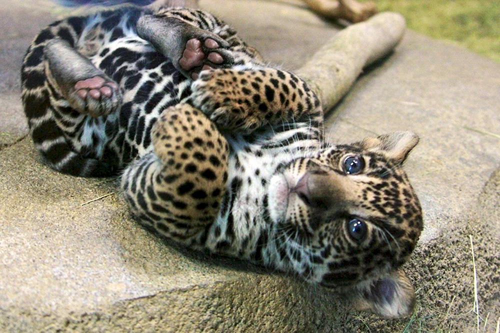 Östliches Leopardenjunges