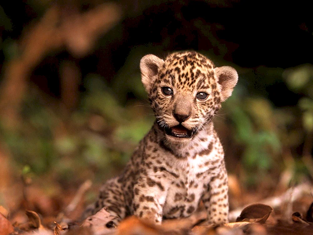 Jaguar Jungtiere