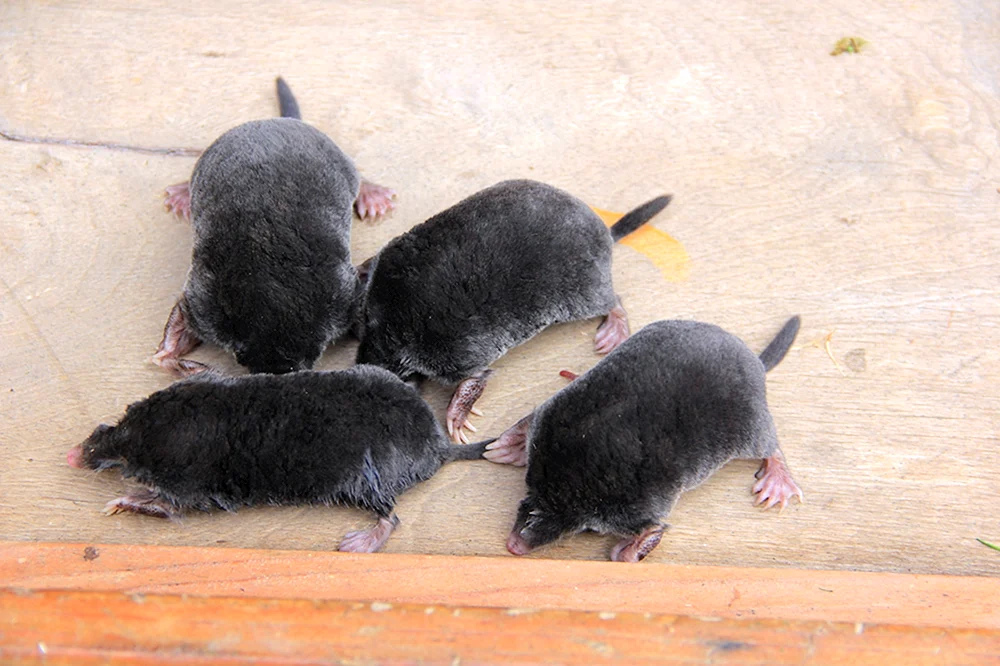 Mole Mole Cub