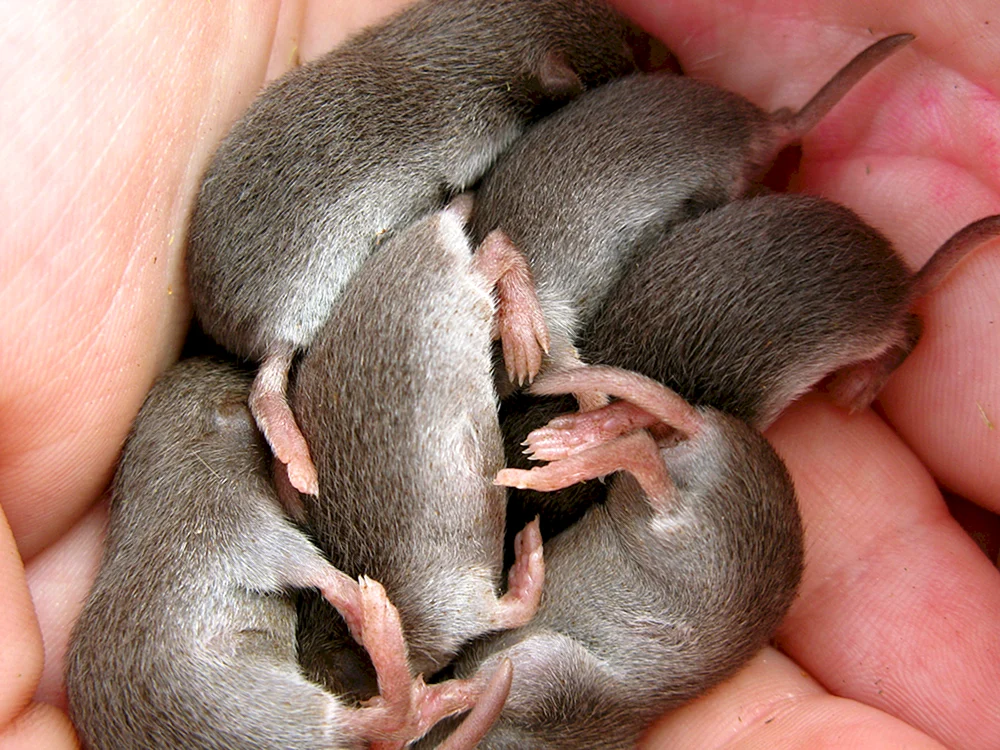 Mole Mole Cub