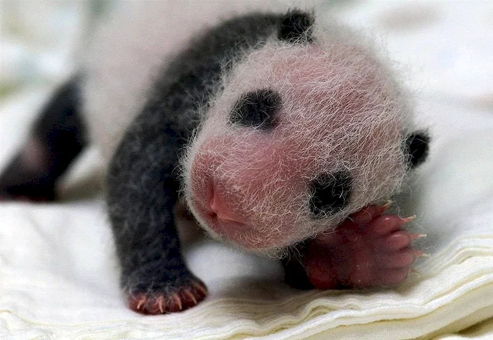 Neugeborenes Pandawelpen