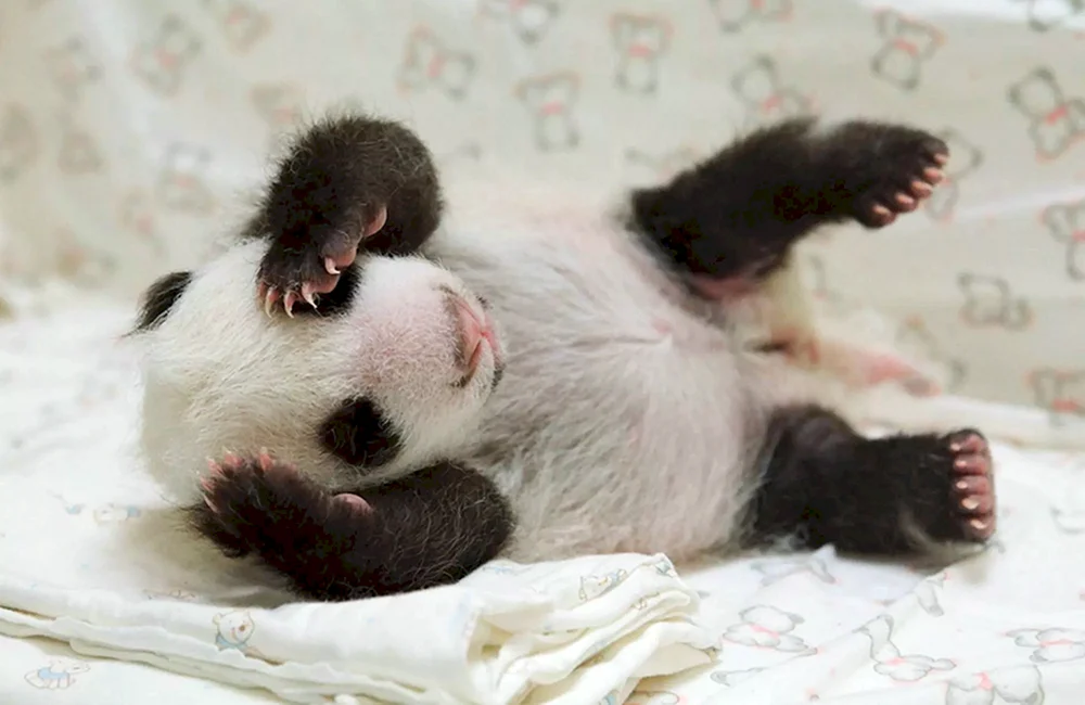 Panda mit Welpe