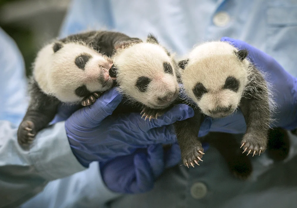 Panda mit Welpe