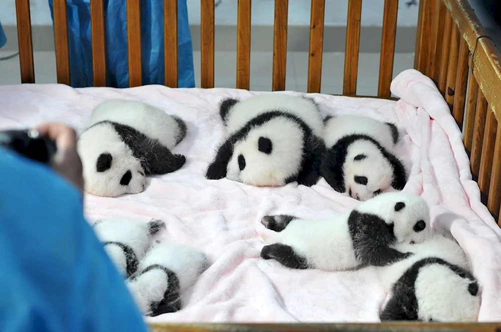 Großer Panda mit Jungtier