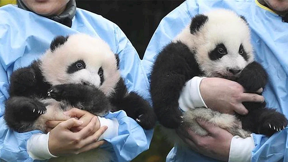 Panda Jui im Moskauer Zoo