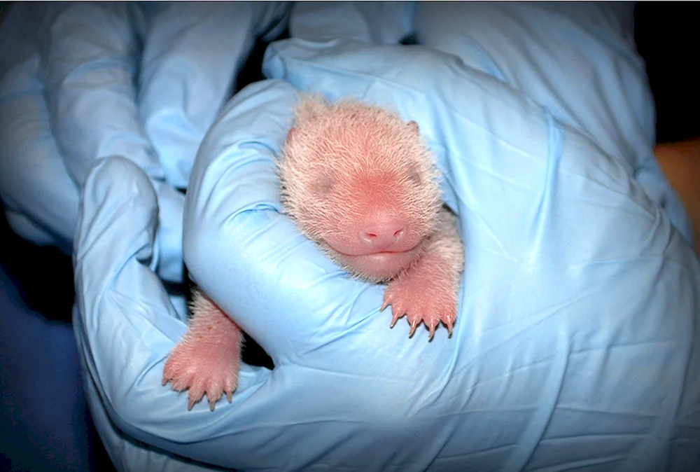 Neugeborenes Eisbärenbaby. Eisbär