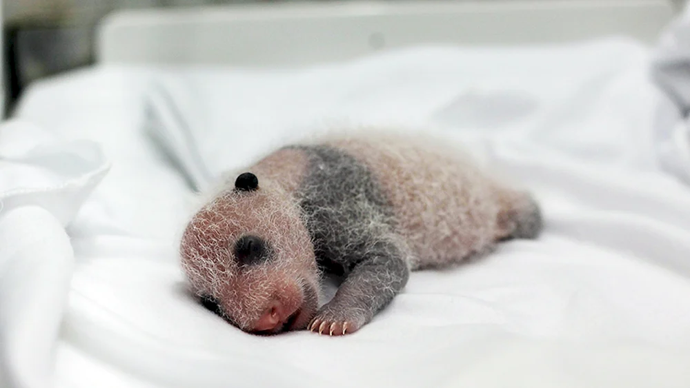 Neugeborene Pandawelpen
