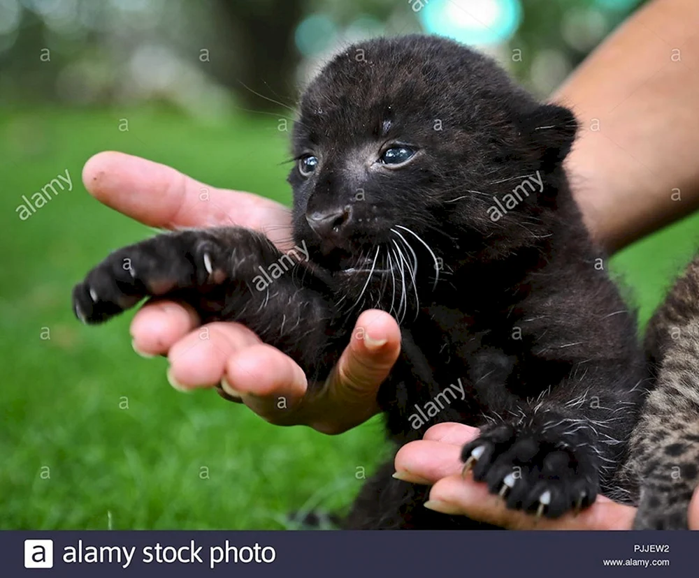 Panther melanistisch
