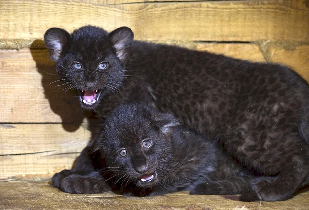 Pantherwelpe