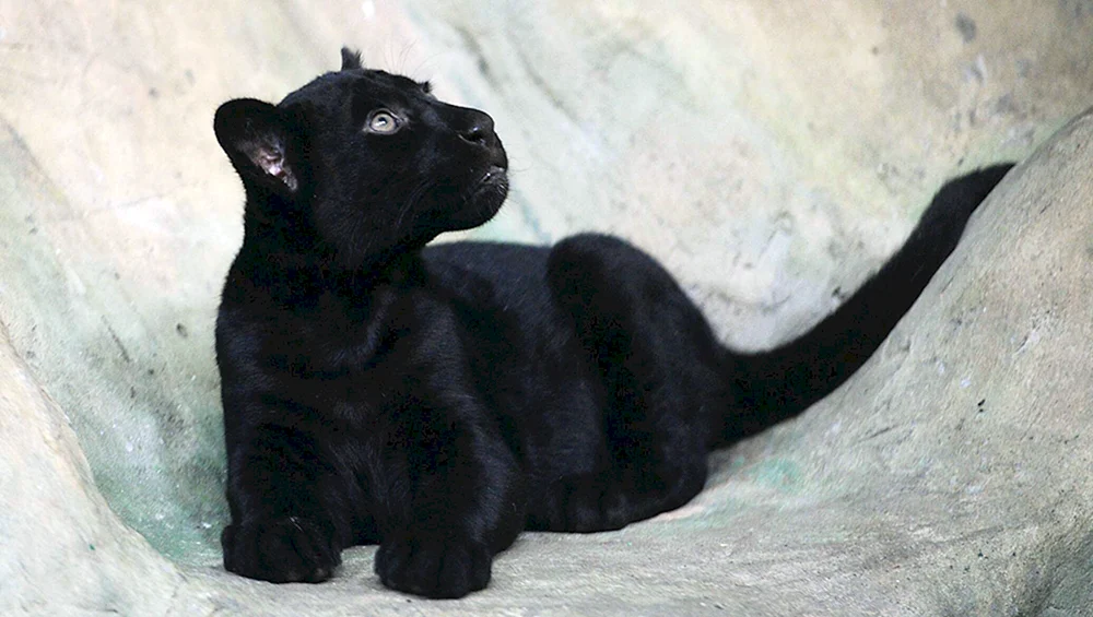 Pantherwelpe
