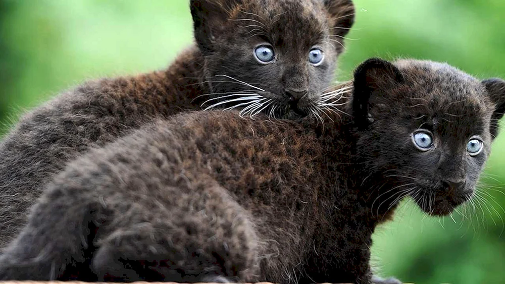 Pantherwelpe