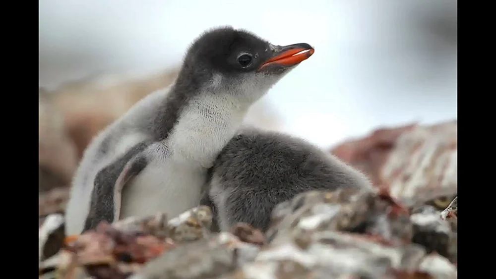 Königspinguin in der Antarktis