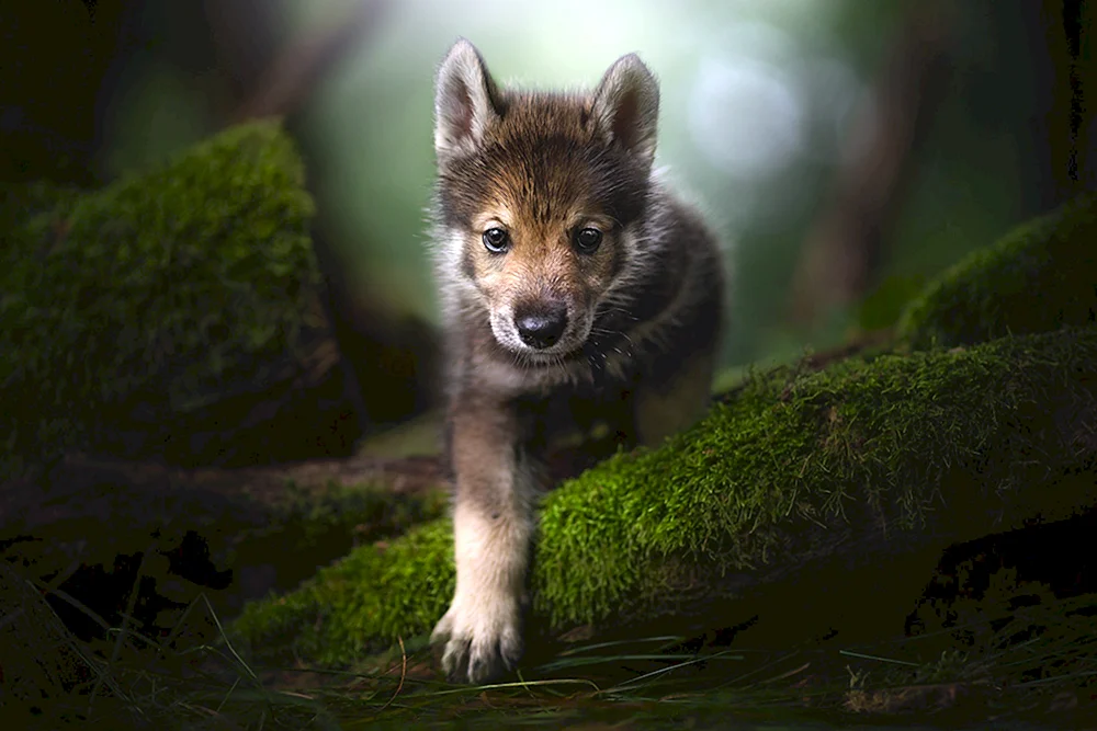Wolfshund