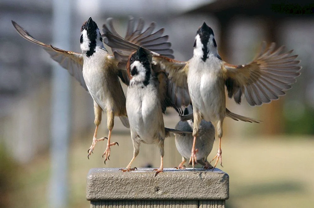 Vogelflügel