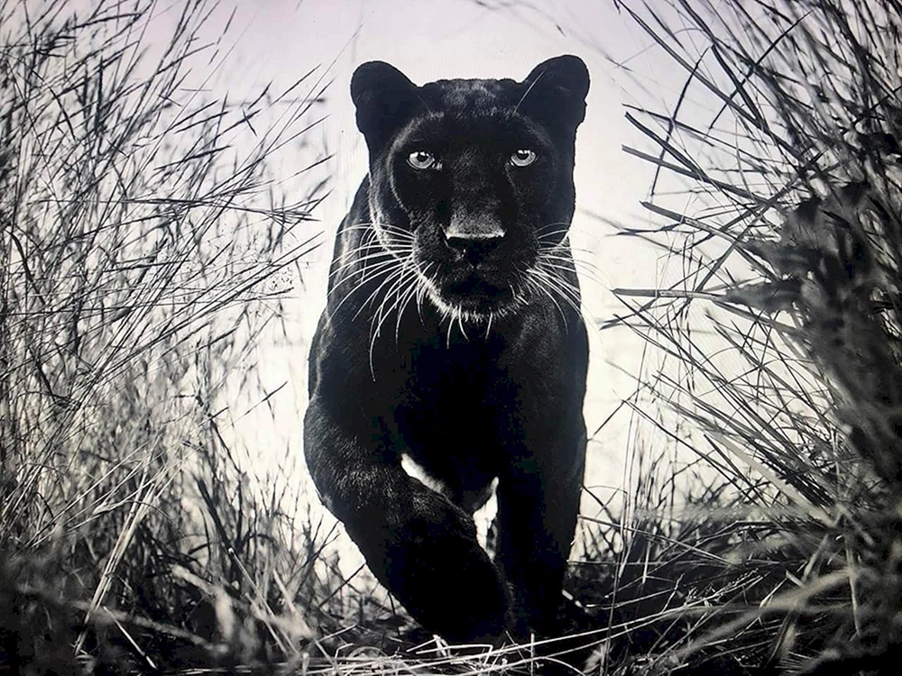 Tiere Foto