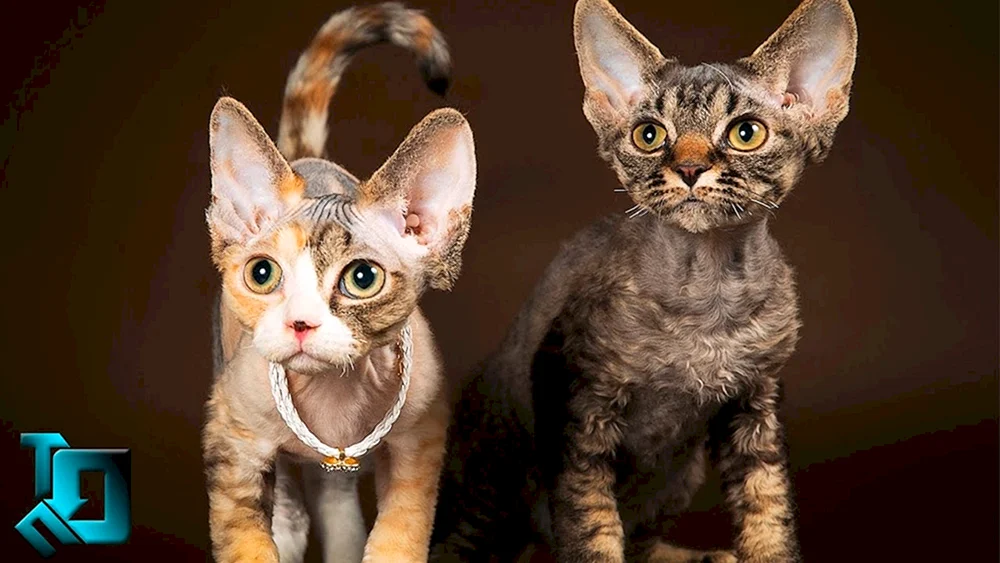 Cornish Rex Katze
