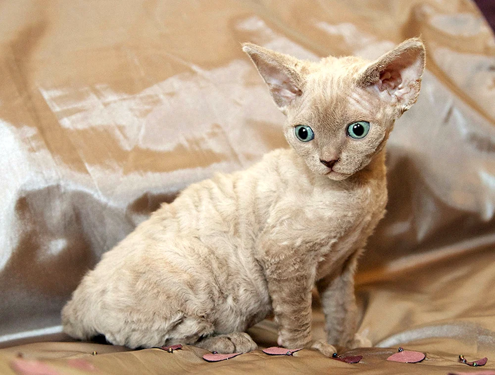 Devon Rex