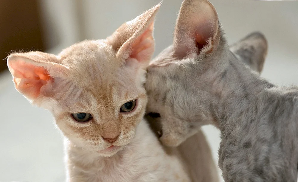 Sphynx Peterbold Pinsel