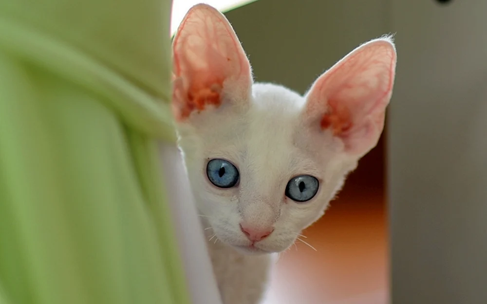 Katzenohren