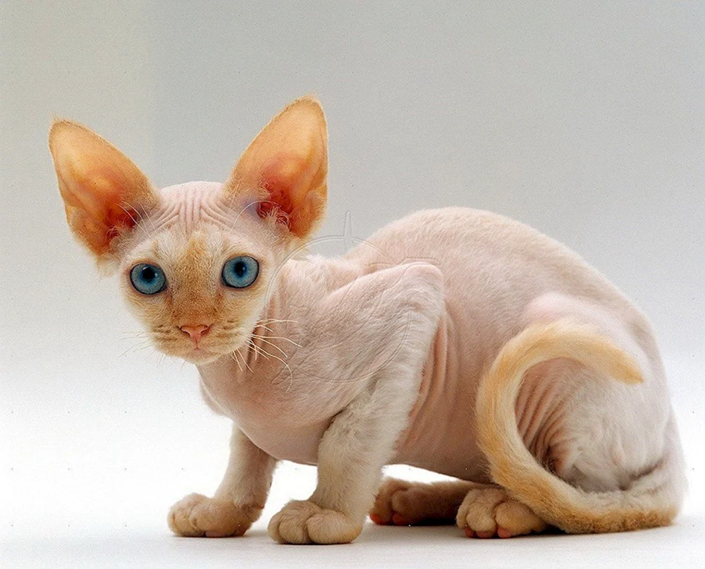 Devon Rex