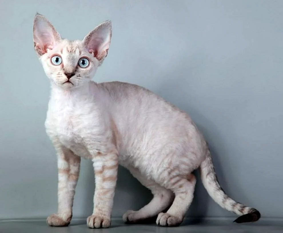 Kanadische Sphynx