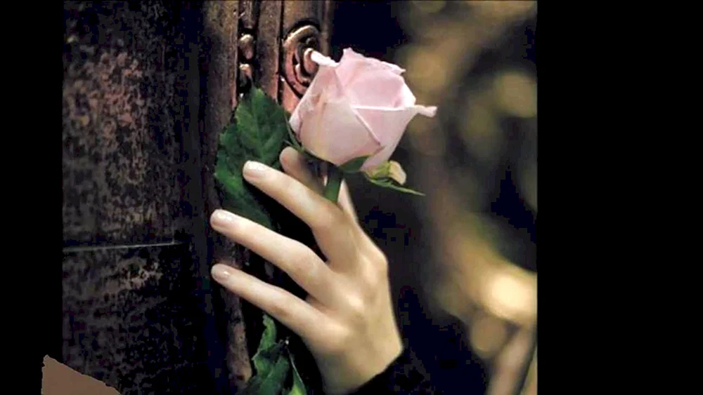 Rainbow Rose