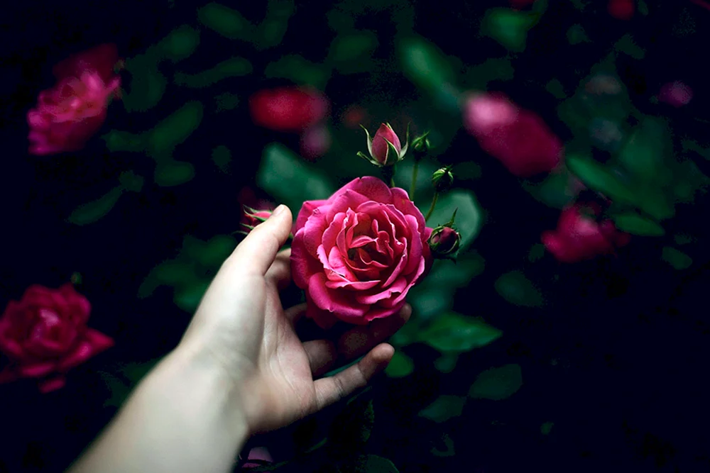 Rose Schwarzes Feuer