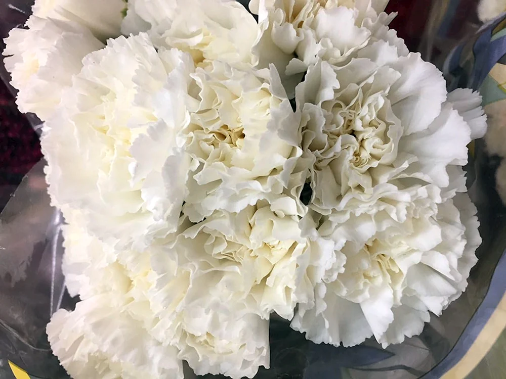 Dianthus weiß