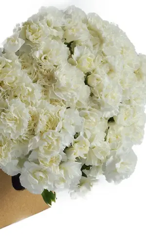 Dianthus weißer Strauß