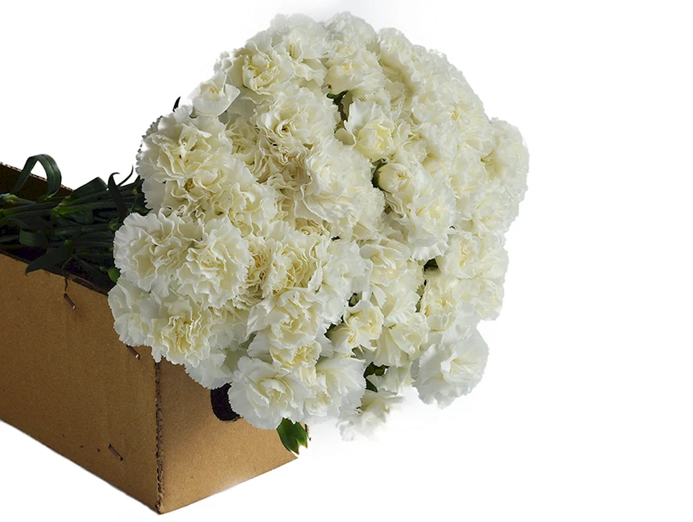 Dianthus weißer Strauß