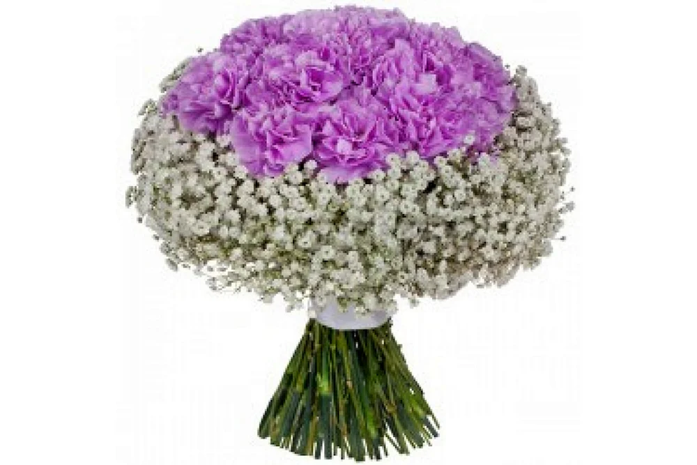 Dianthus und Schleierkraut